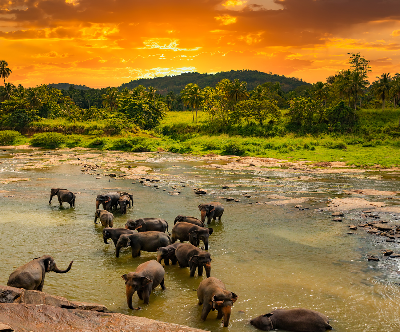 Viaja a Sri Lanka con Ekimane